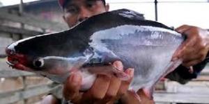  Produksi Ikan Budidaya Lampaui Target 13,02 Juta Ton